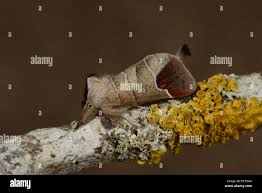 Attēlu rezultāti vaicājumam “Clostera curtula”