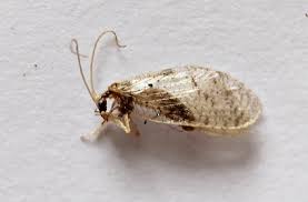 Attēlu rezultāti vaicājumam “Hemerobiidae”