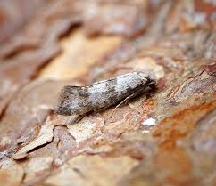 Attēlu rezultāti vaicājumam “Argyresthia spinosella”