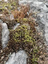 Attēlu rezultāti vaicājumam “Polytrichales”