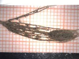 Attēlu rezultāti vaicājumam “Chara intermedia”