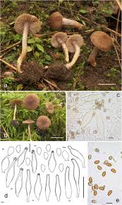 Attēlu rezultāti vaicājumam “Inocybe lanuginosa”