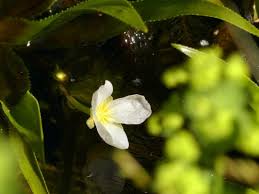 Attēlu rezultāti vaicājumam “Stratiotes aloides flower”