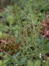 Attēlu rezultāti vaicājumam “Thesium ebracteatum leaf”