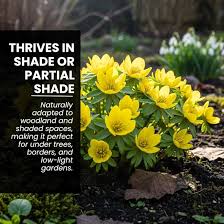 Attēlu rezultāti vaicājumam “Eranthis hyemalis flower”