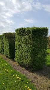 Attēlu rezultāti vaicājumam “Ligustrum vulgare”