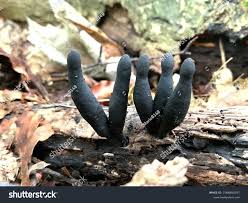 Attēlu rezultāti vaicājumam “Xylaria longipes”