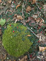 Attēlu rezultāti vaicājumam “Callicladium haldanianum sporophyte”