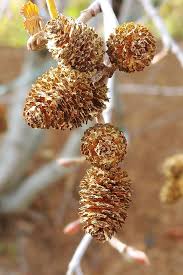 Attēlu rezultāti vaicājumam “Alnus incana fruit”