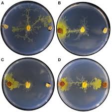 Attēlu rezultāti vaicājumam “Physarum penetrale spores”