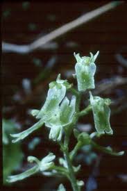 Attēlu rezultāti vaicājumam “Listera cordata fruit”