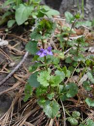 Image result for Glechoma hederacea