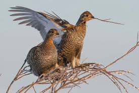 Image result for Tetrao tetrix