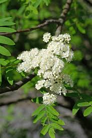 Attēlu rezultāti vaicājumam “Sorbus aucuparia flower”