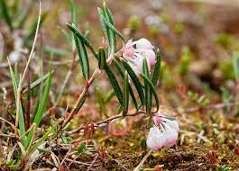 Attēlu rezultāti vaicājumam “Andromeda polifolia”