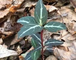 Attēlu rezultāti vaicājumam “Chimaphila umbellata leaf”