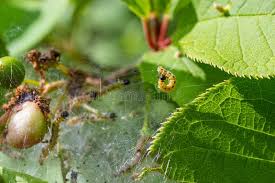Attēlu rezultāti vaicājumam “Yponomeuta evonymella larva”