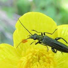 Attēlu rezultāti vaicājumam “Oedemera femorata”