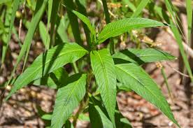 Attēlu rezultāti vaicājumam “Persicaria lapathifolia leaf”