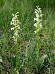 Attēlu rezultāti vaicājumam “Platanthera bifolia leaf”