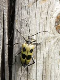 Attēlu rezultāti vaicājumam “Pachyta quadrimaculata”