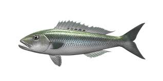 Image result for Aprion virescens