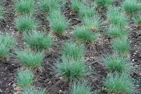 Attēlu rezultāti vaicājumam “Festuca pratensis”