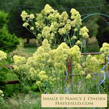 Attēlu rezultāti vaicājumam “Thalictrum flavum flower”