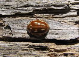 Attēlu rezultāti vaicājumam “Myzia oblongoguttata”