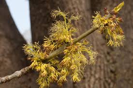 Attēlu rezultāti vaicājumam “Fraxinus pennsylvanica female flower”