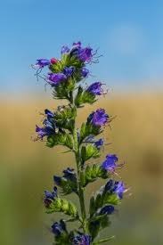 Attēlu rezultāti vaicājumam “Boraginaceae”