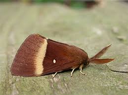 Attēlu rezultāti vaicājumam “Lasiocampa quercus imago”