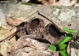 Attēlu rezultāti vaicājumam “Urnula craterium”