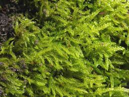 Attēlu rezultāti vaicājumam “Hypnum cupressiforme var. lacunosum sporophyte”