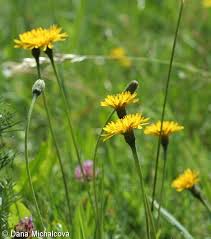 Attēlu rezultāti vaicājumam “Leontodon hispidus fruit”