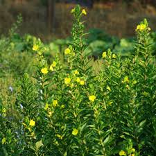 Image result for Oenothera biennis