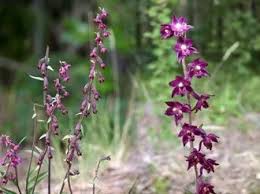 Attēlu rezultāti vaicājumam “Epipactis atrorubens fruit”