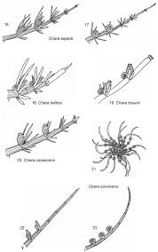 Attēlu rezultāti vaicājumam “Chara aspera male”
