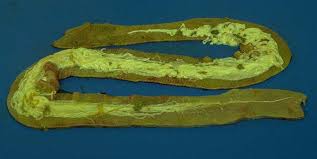 Image result for cestoda excrement dog