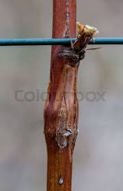 Attēlu rezultāti vaicājumam “Lasioptera rubi”