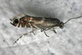 Attēlu rezultāti vaicājumam “Glyphipterigidae”