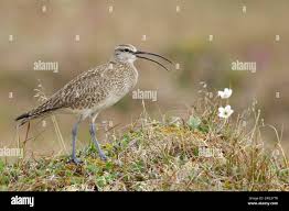 Image result for Numenius hudsonicus