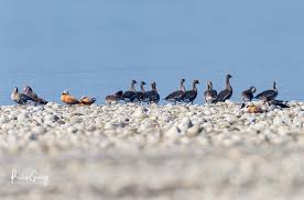 Attēlu rezultāti vaicājumam “Anser albifrons adult”