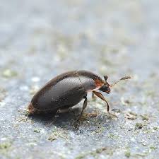 Attēlu rezultāti vaicājumam “Scaphisoma sp.”