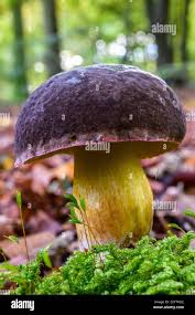 Attēlu rezultāti vaicājumam “Xerocomus pruinatus”