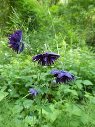 Image result for Aquilegia vulgaris