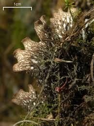 Attēlu rezultāti vaicājumam “Peltigera polydactylon”