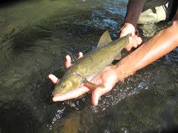 Image result for Mylopharodon conocephalus