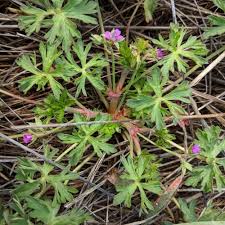Attēlu rezultāti vaicājumam “Geranium dissectum”