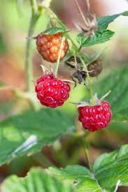 Attēlu rezultāti vaicājumam “Rubus idaeus leaf”